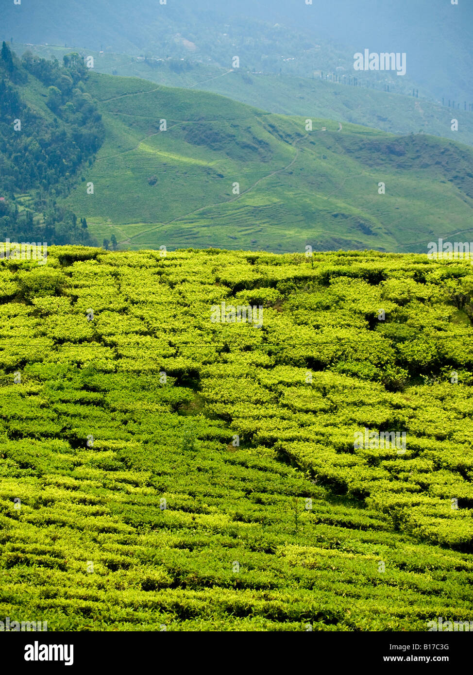 the famous tea plants of Darjeeling in afternoon sunlight Stock Photo