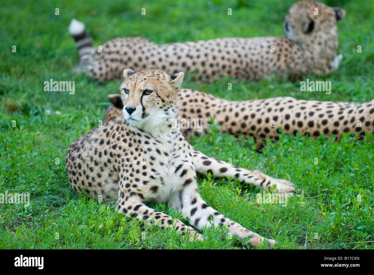 Resting Leopard is alerted by animal calls in the distance. Stock Photo