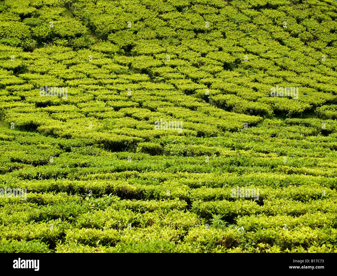 rows of tea on a plantation in Darjeeling Stock Photo