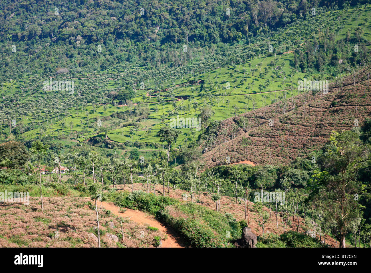 A view of hills of ooty,tamil nadu,India showing tea cultivation Stock