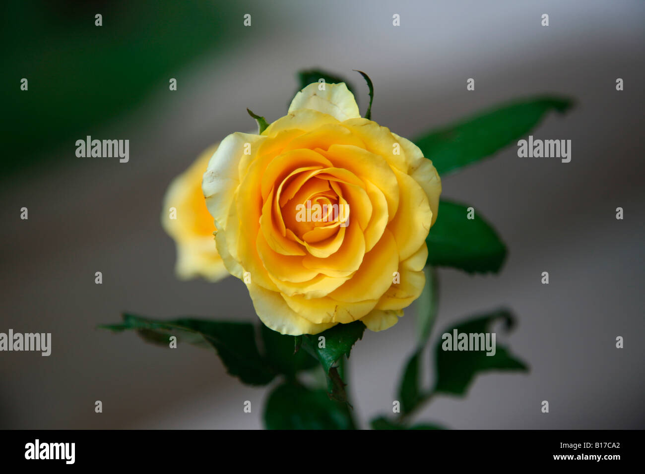 Reverence and humility gratefulness and appreciation grace hi-res stock ...