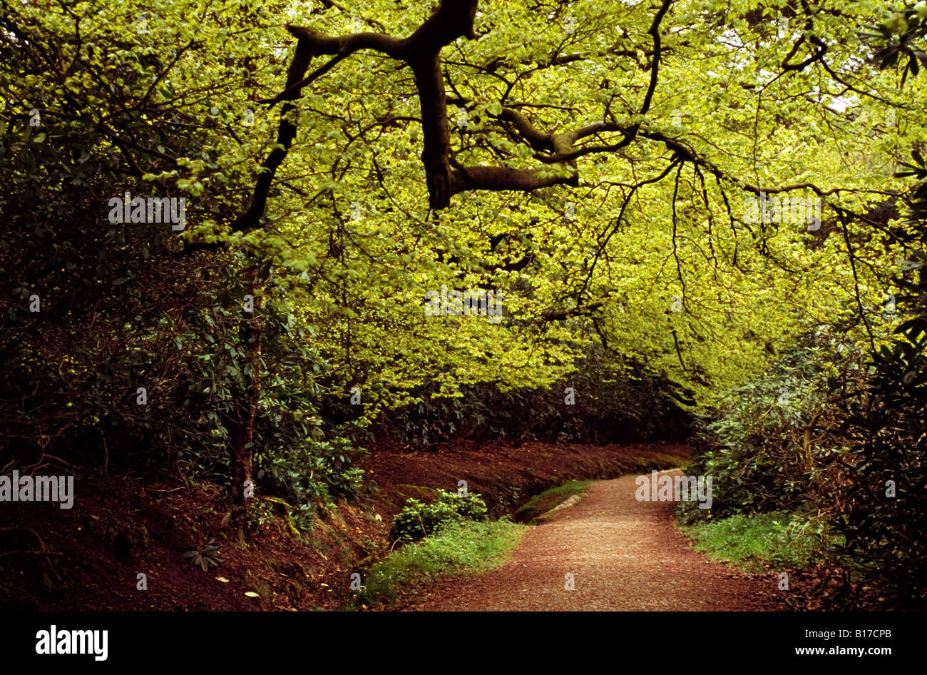 Forest path, Derbyshire, England, Europe Stock Photo Alamy