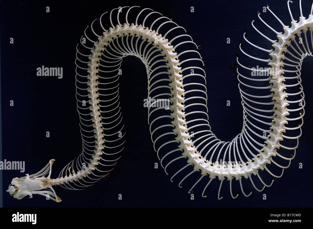 Bone Structure Of Snake at Benjamin Hutchison blog