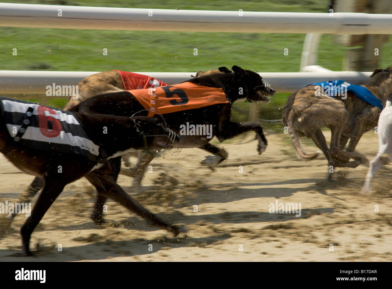 Greyhound Racing Track High Resolution Stock Photography And Images Alamy