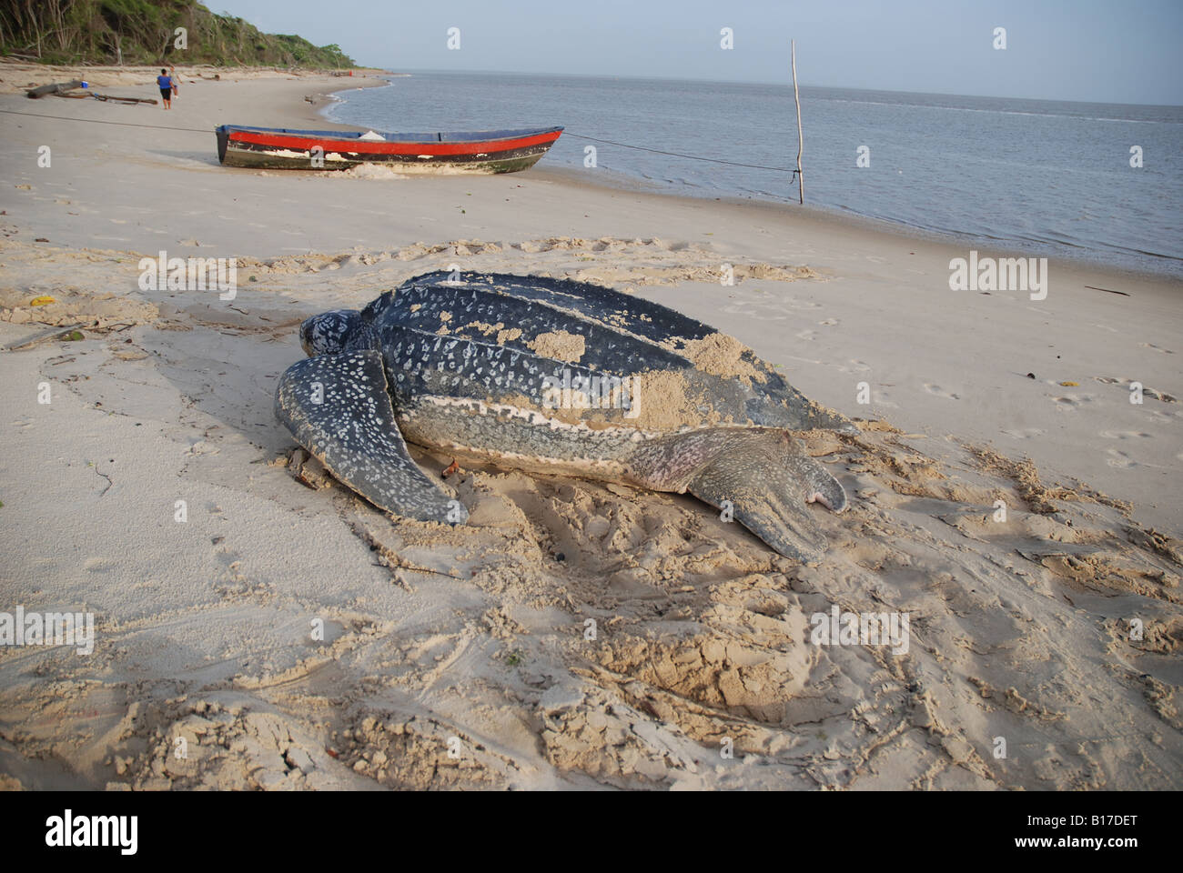 leatherback turtle laying eggs on the beach Stock Photo - Alamy