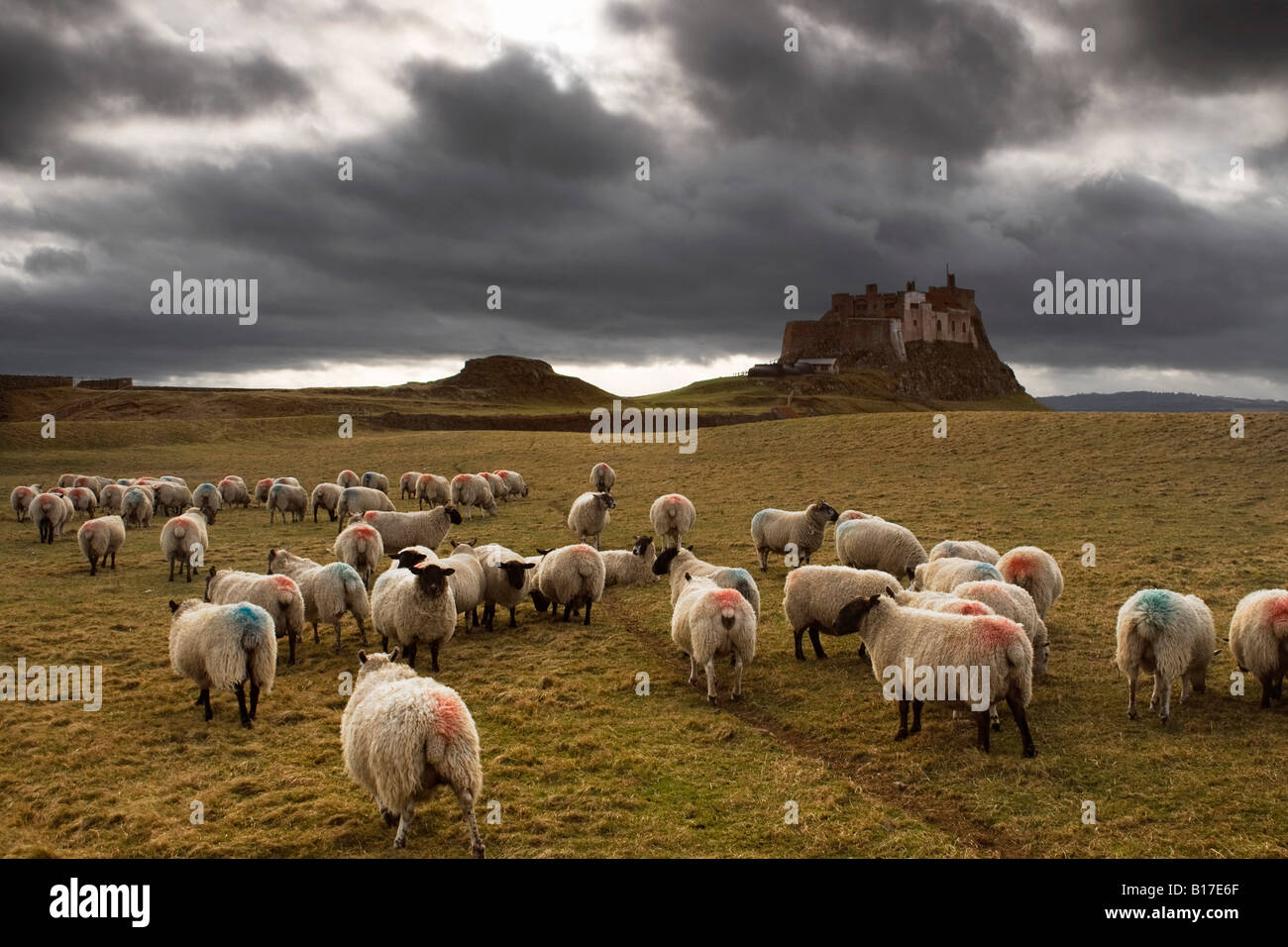 Sheep grazing by Lindisfarne Castle, Holy Island, Berwick-Upon-Tweed, Northumberland, England, EU Stock Photo