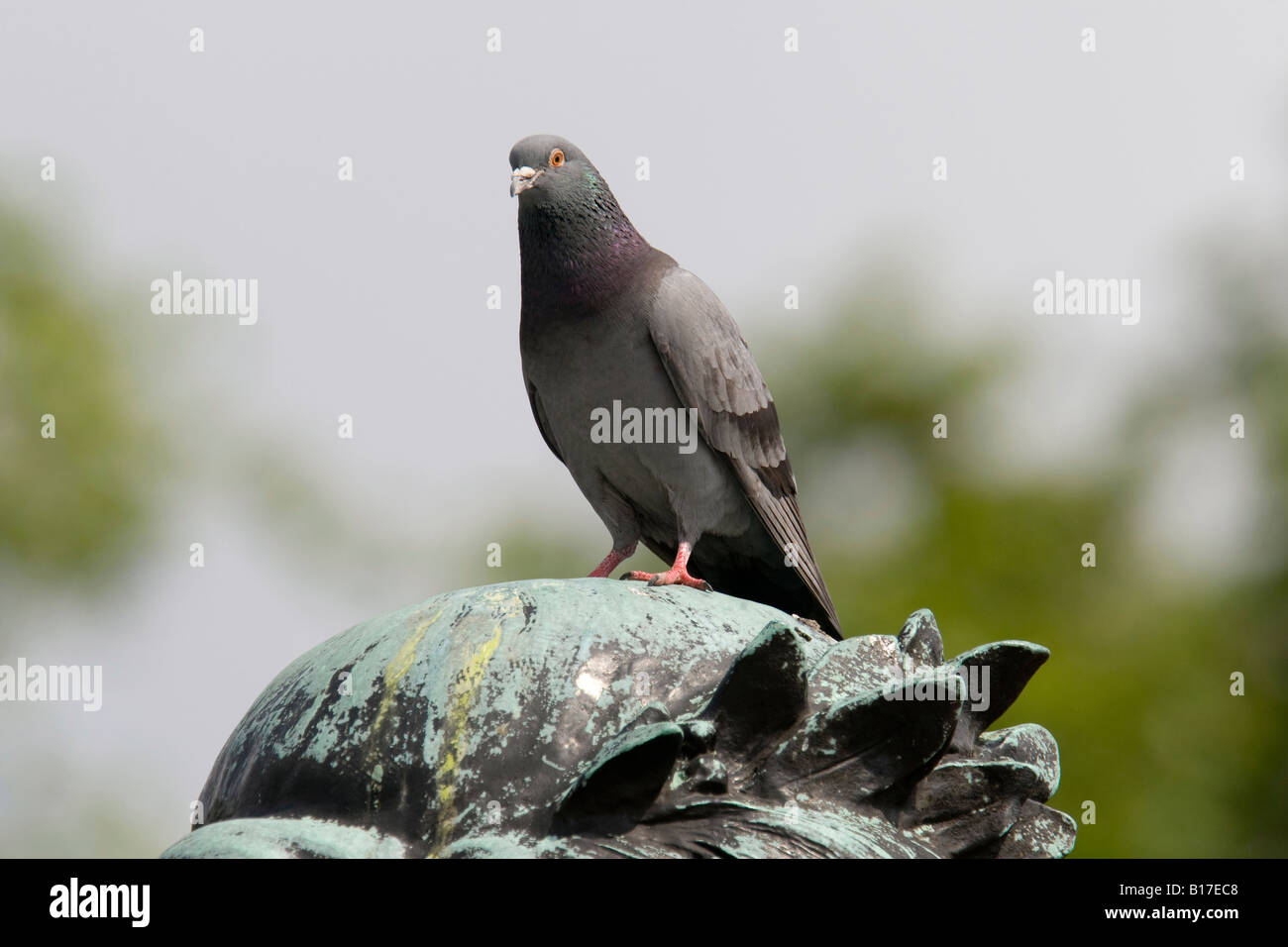 A pigeon ( Columba Guinea) sits on top of a statue in London. Stock Photo