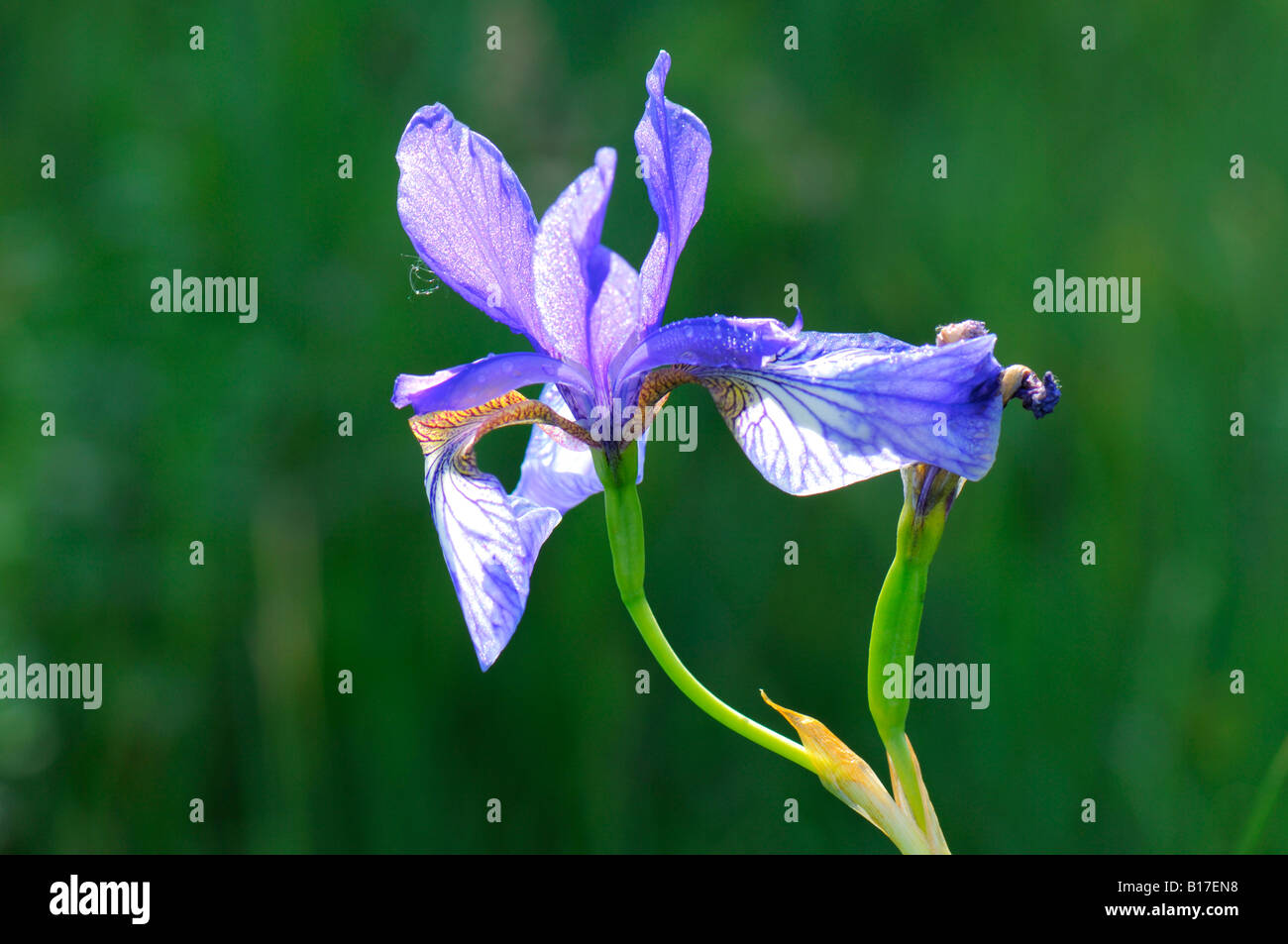 Iris Sibirica, Ruggeller Riet FL Stock Photo