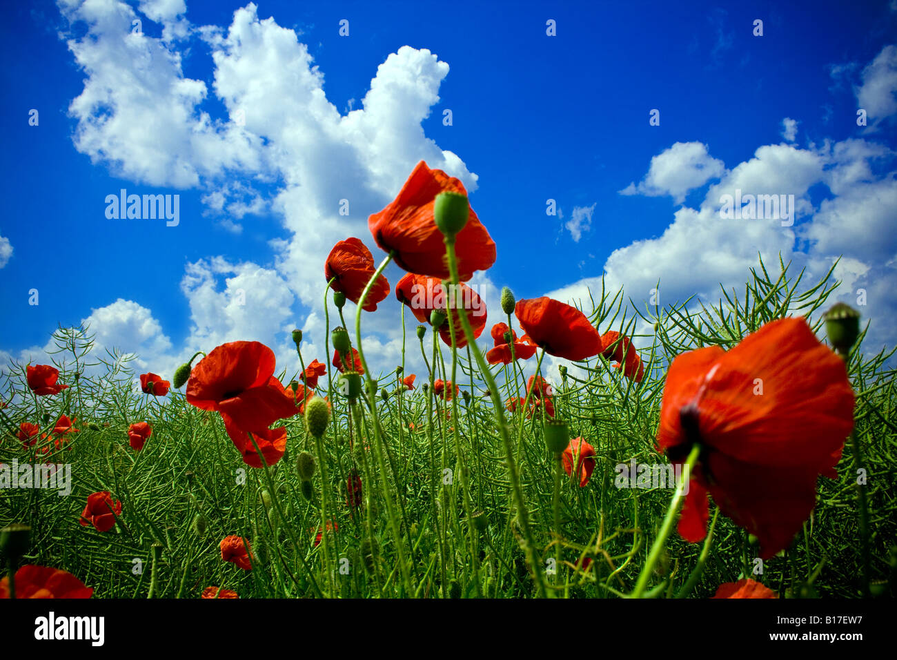 Green field plants poppy landscape hi-res stock photography and images ...