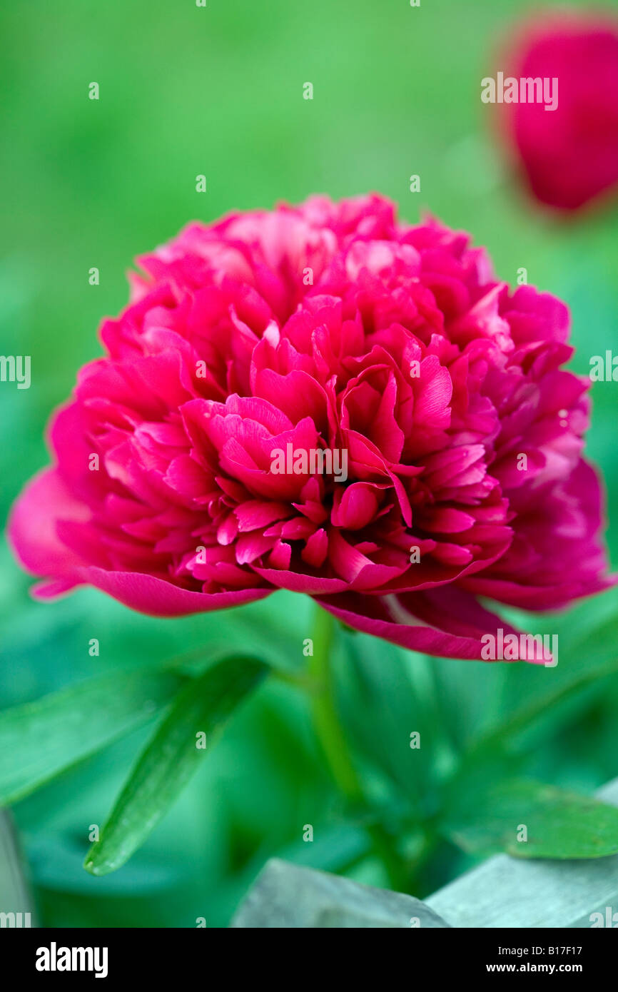 bright red peony in full bloom Stock Photo Alamy