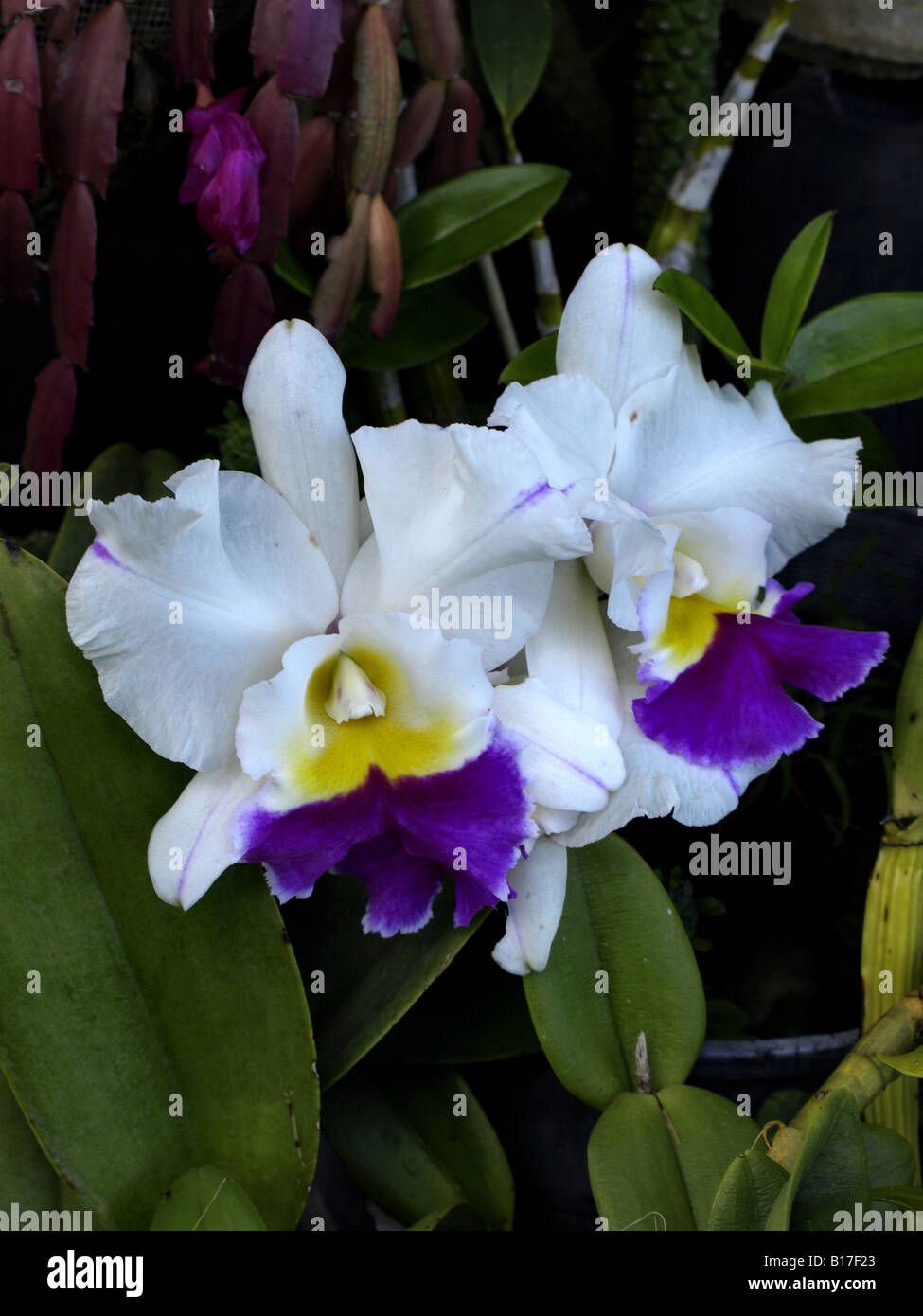 White flowers yellow center hi-res stock photography and images - Alamy
