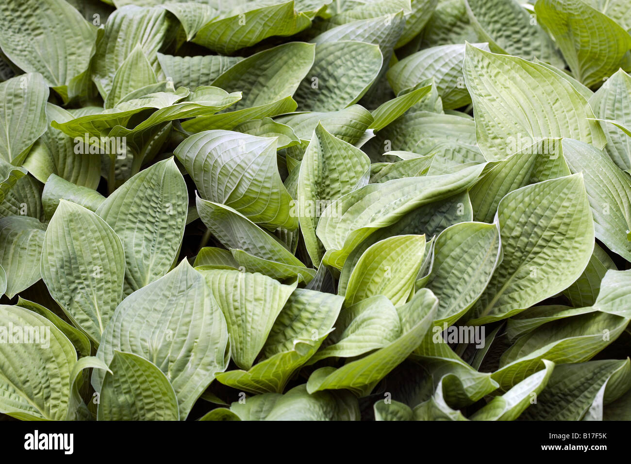 Hosta fortunei Stock Photo