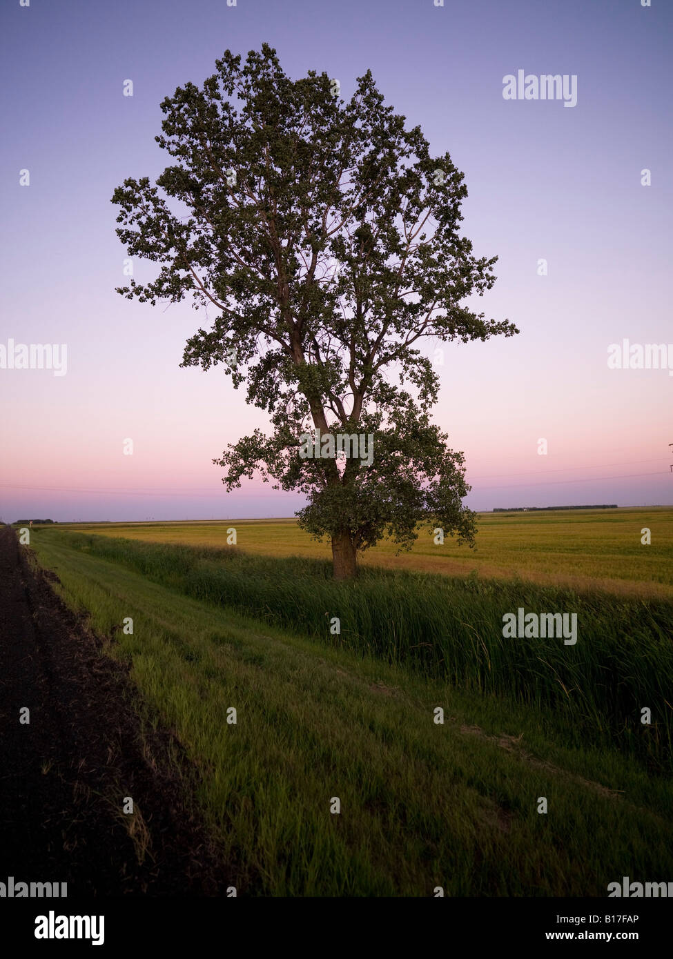 Lone tree in a field Stock Photo - Alamy