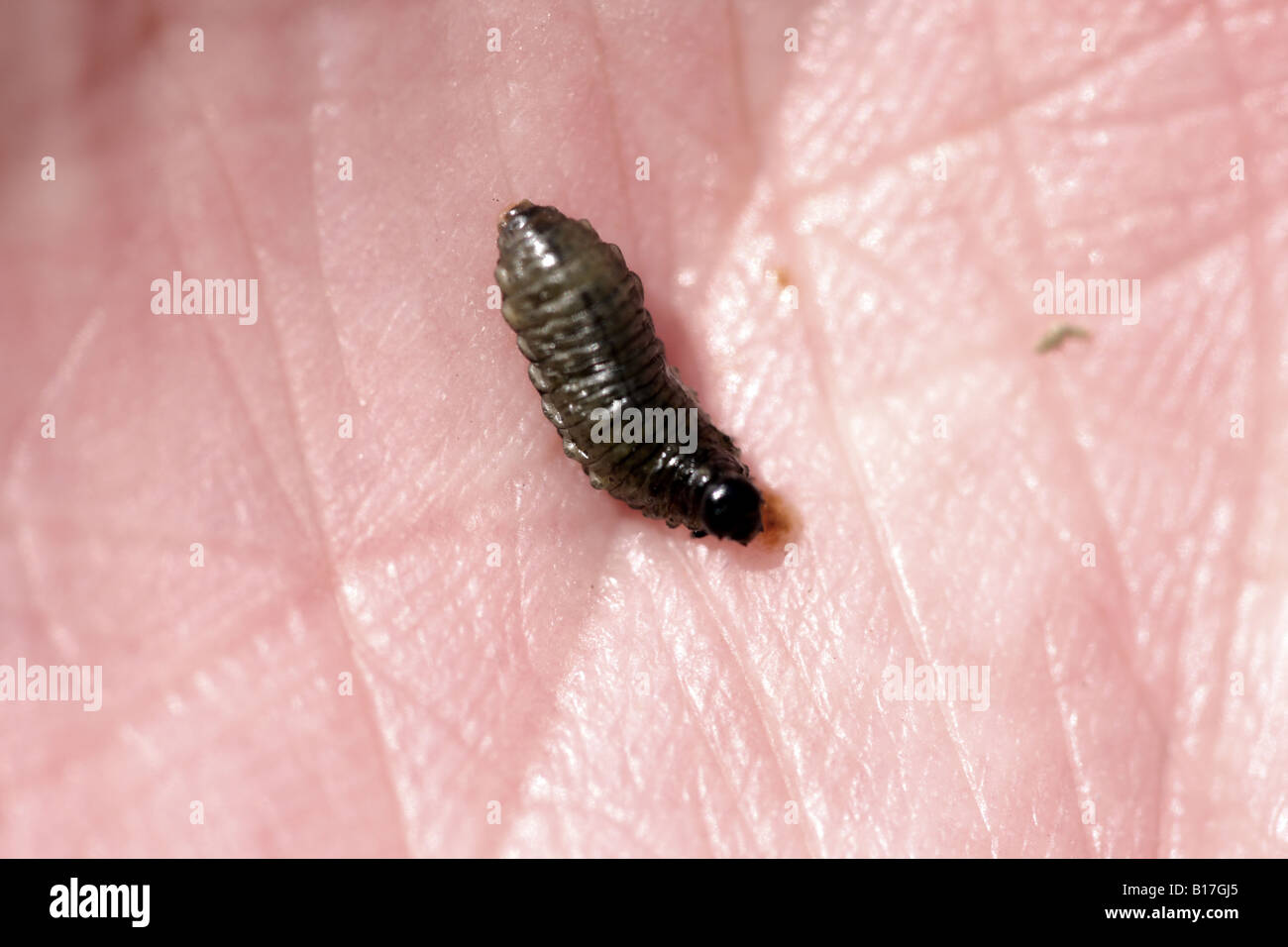 Asparagus beetle hires stock photography and images Alamy