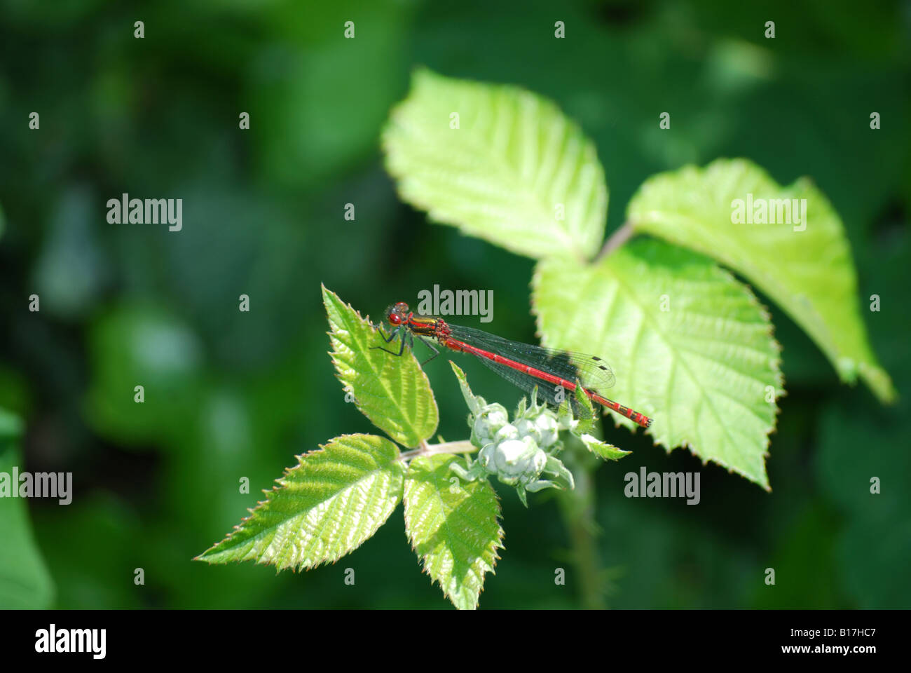 Dragonfly sitting on a green leaf Stock Photo - Alamy