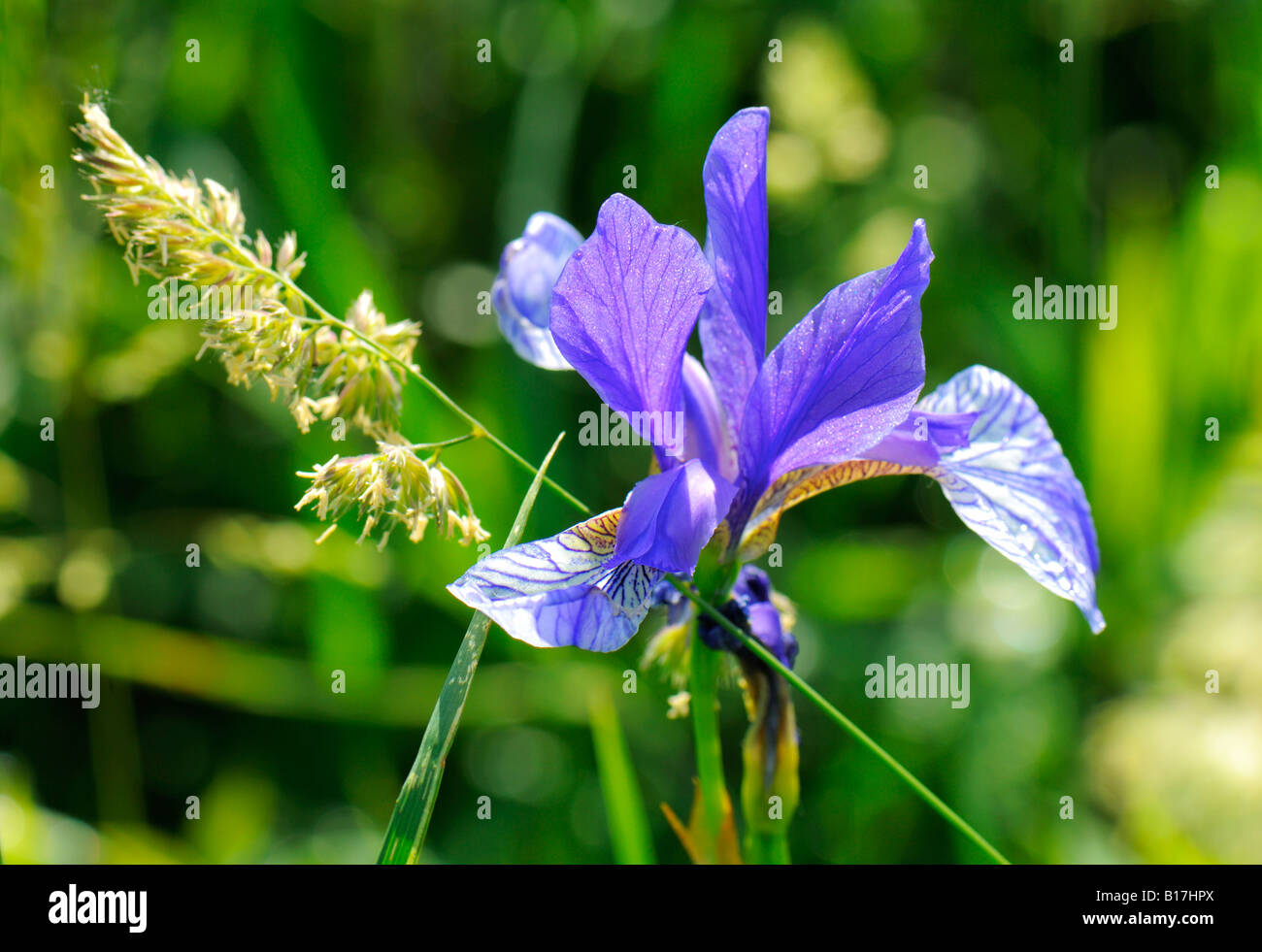 Iris Sibirica from Ruggell FL Stock Photo