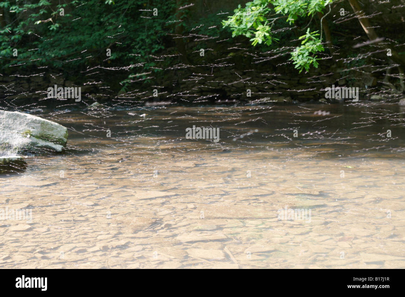 Midges over River Frome / water Vassalls park Bristol Stock Photo