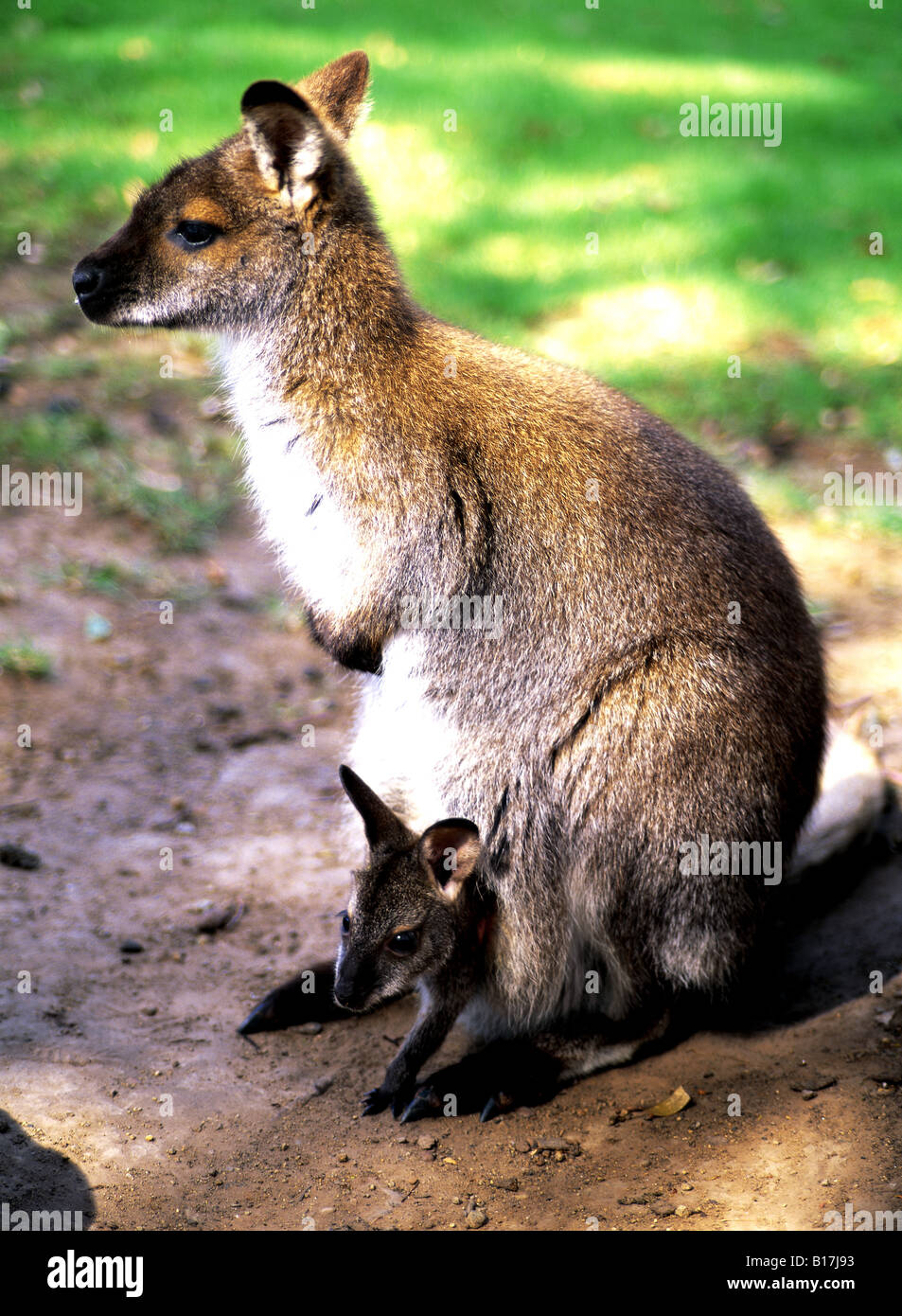 Wallaby, mother and baby, australia Stock Photo