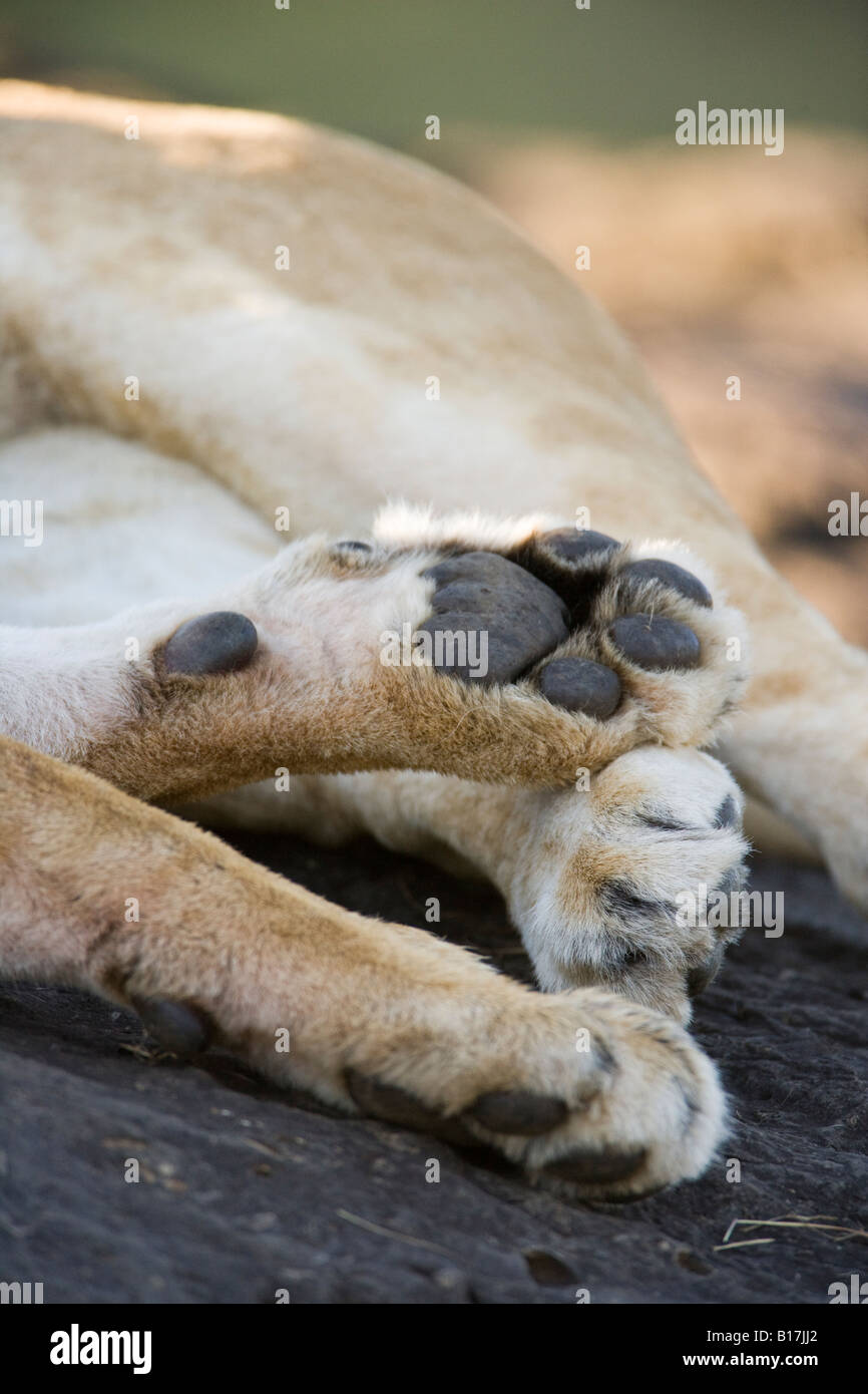 Vertical close up of giant lion Panthera Leo Paws in Masai Mara Kenya Stock Photo