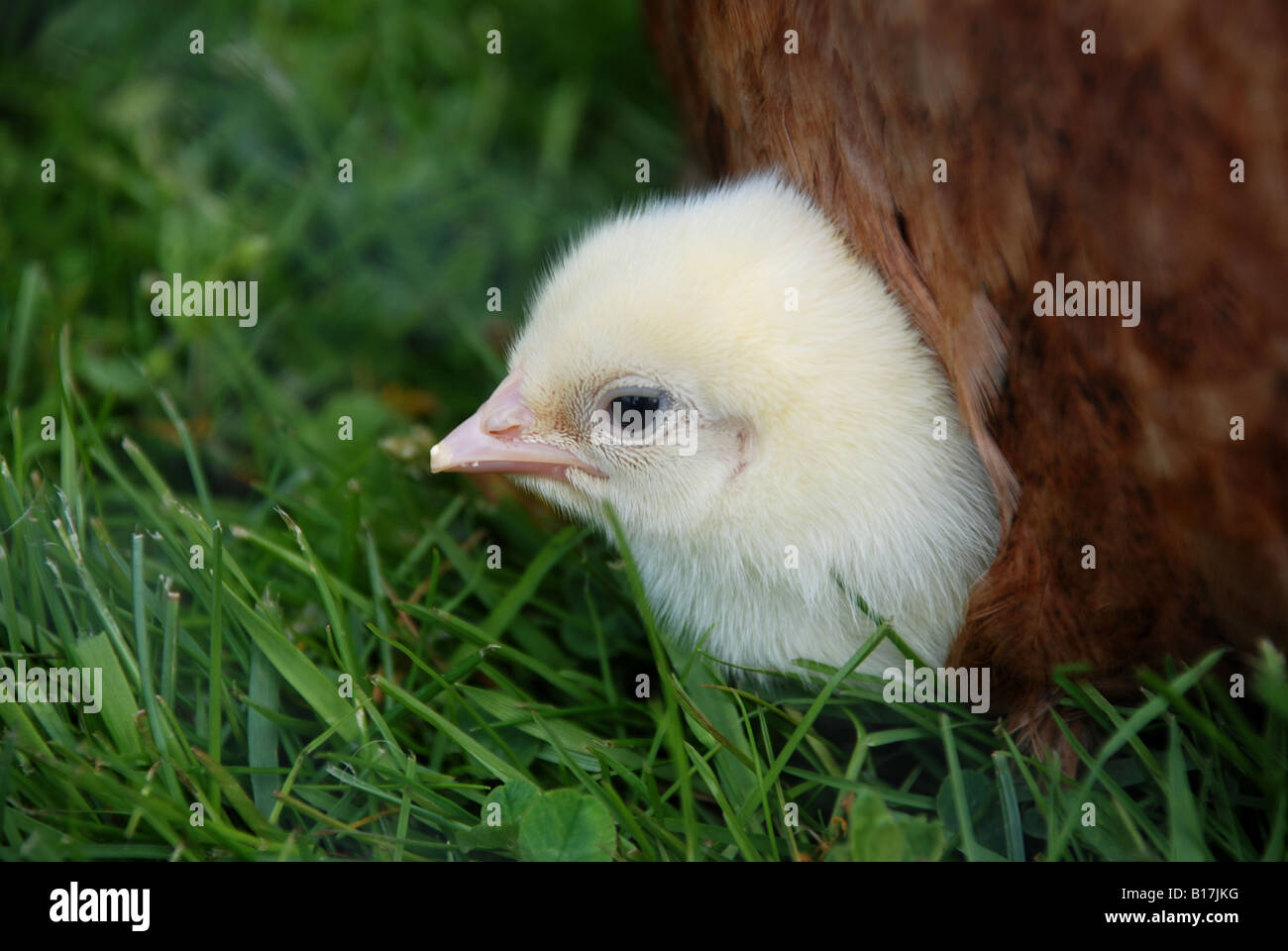 Chicken looking out from her mothers feathers Stock Photo