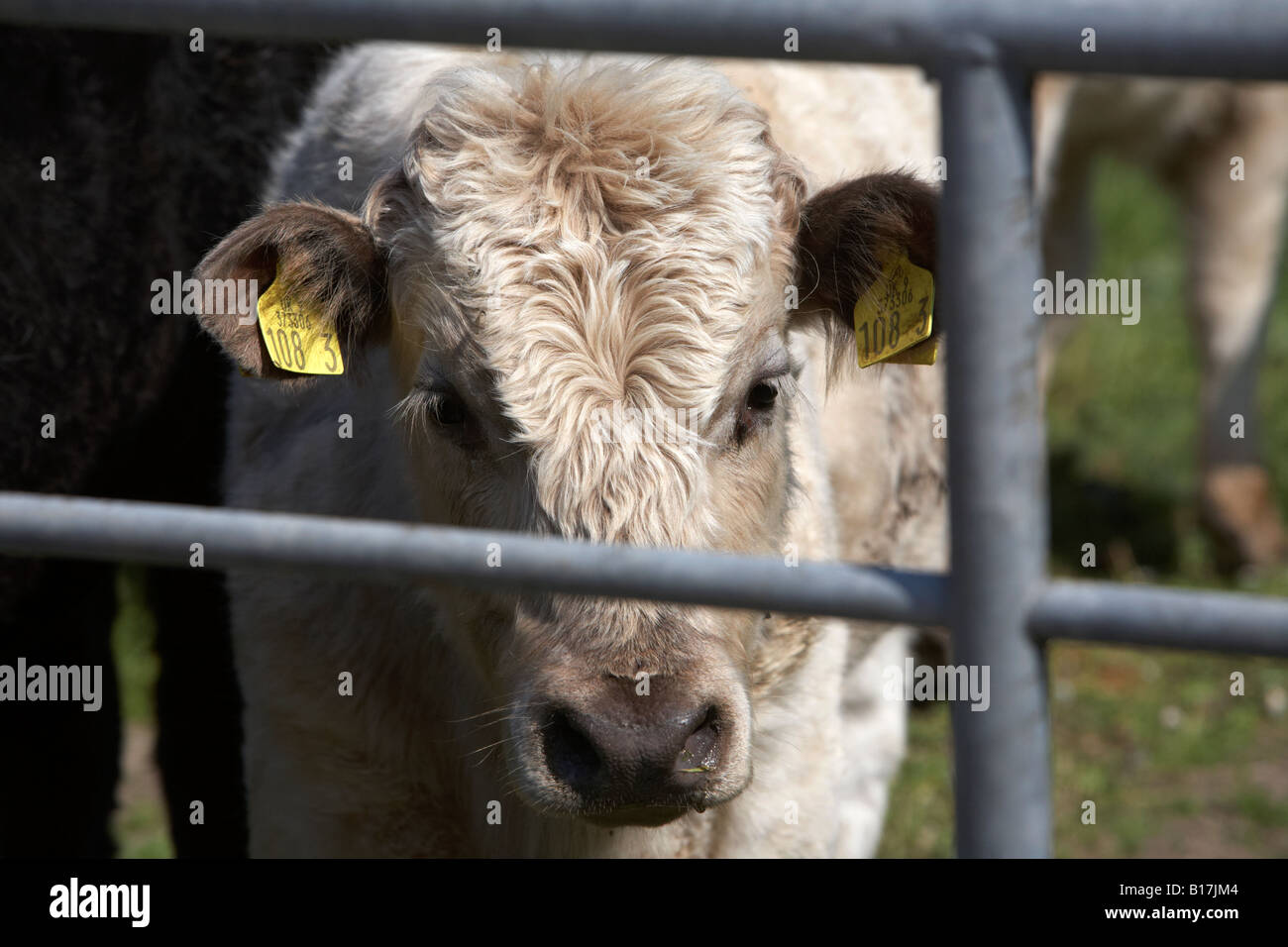 white calf with identification ear tags looks out from behind metal bars gate in county down northern ireland Stock Photo