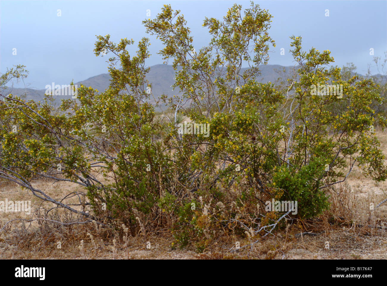 Flowering Creosote Bush, Larrea tridentata Stock Photo