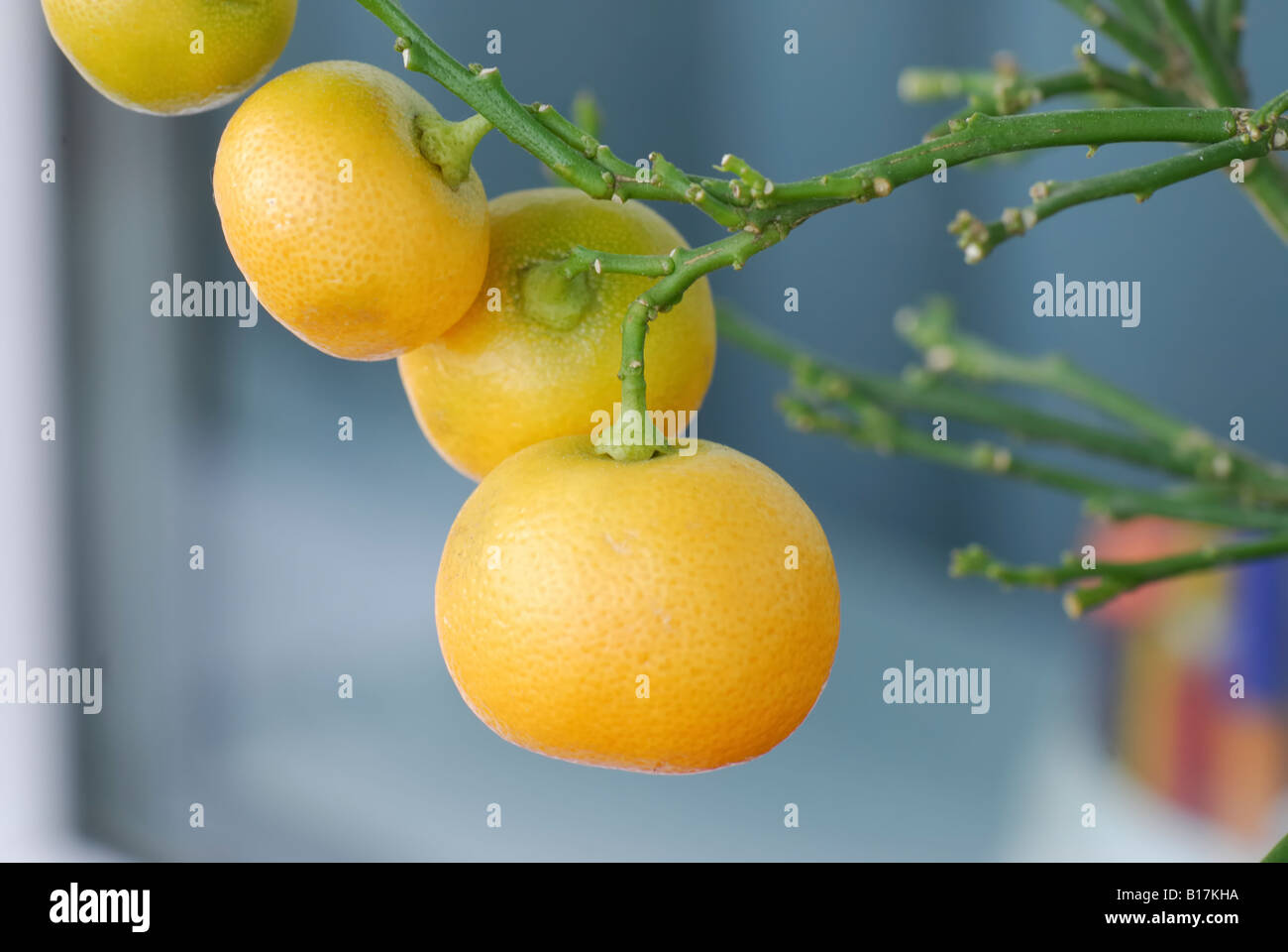 The mandarins fruits on the branch of the mandarin tree without the leaves Stock Photo