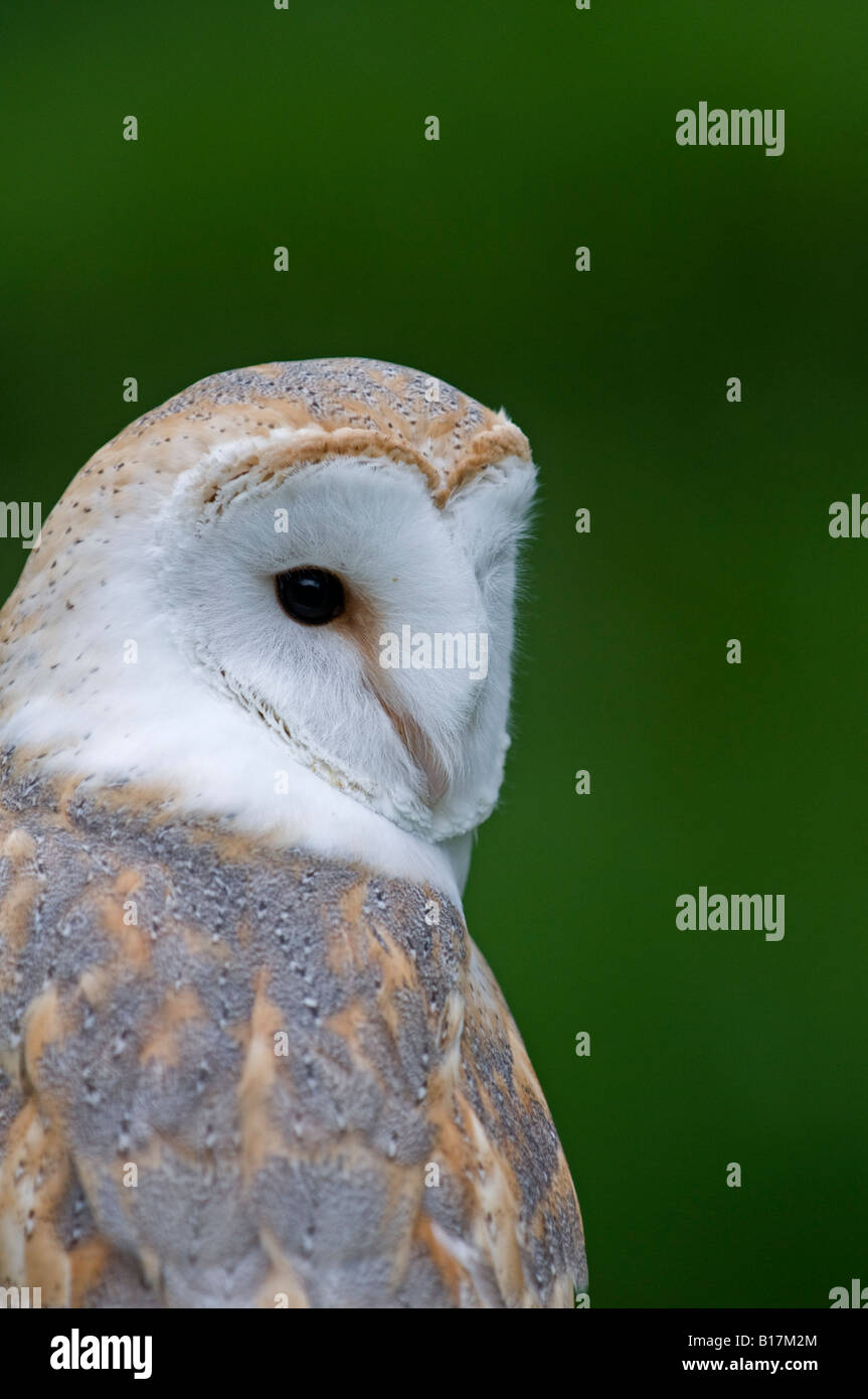 Barn Owl: Tyto alba Stock Photo