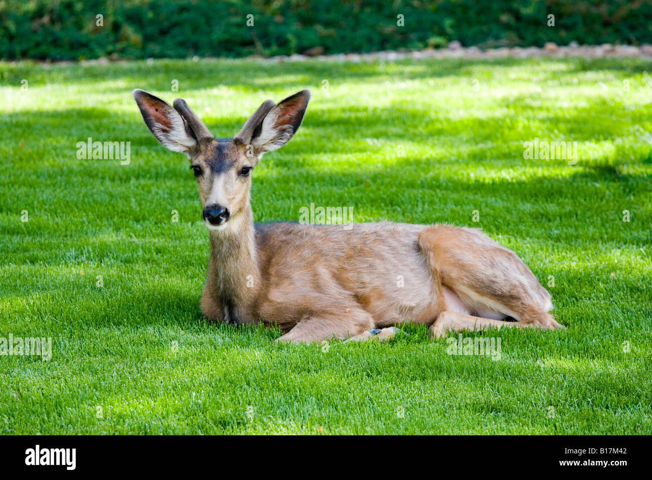 Resting lying down napping buck hi-res stock photography and images - Alamy