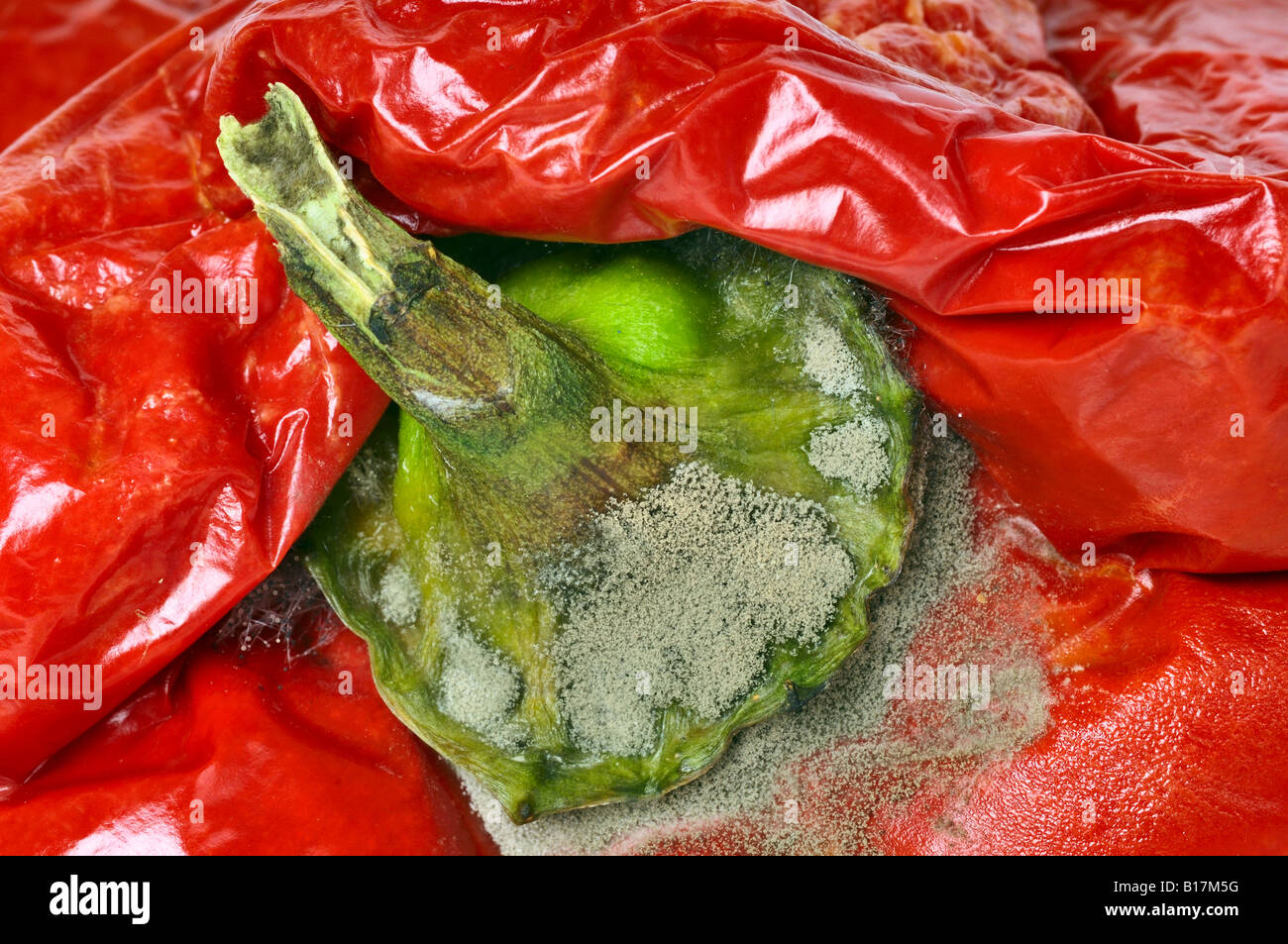 Old and moldy red bell pepper Stock Photo
