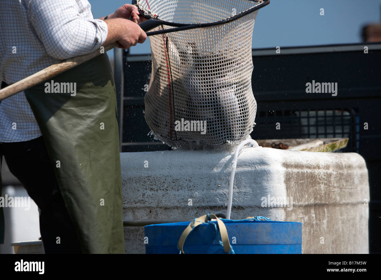 man wearing plastic apron fills barrel with rainbow trout from tank mounted on the back of a van to restock a game fishery Stock Photo