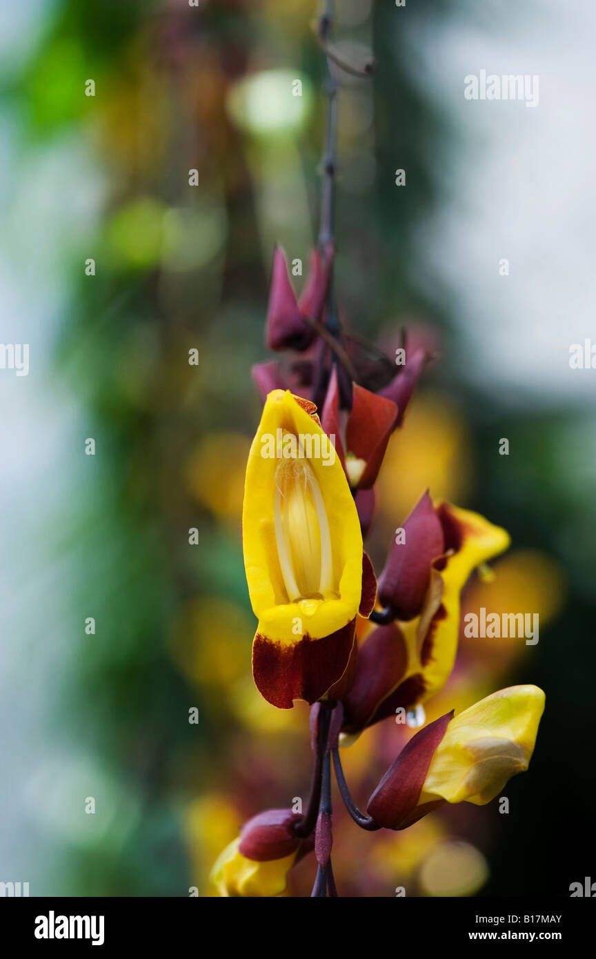 Thunbergia Mysorensis. Clock vine flower in the glasshouse at RHS