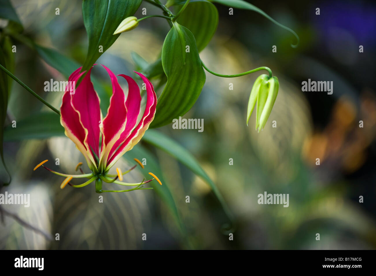 Gloriosa superba 'Rothschildiana'. Glory lily. Flame lily. Gloriosa lily Stock Photo