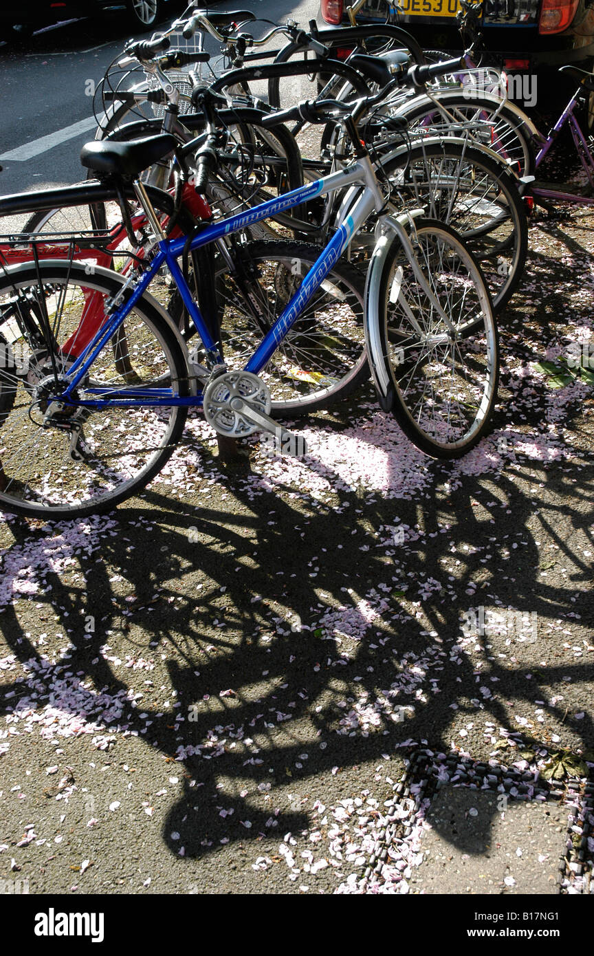 Pedal cycles parked and locked together at purpose cycle racks in