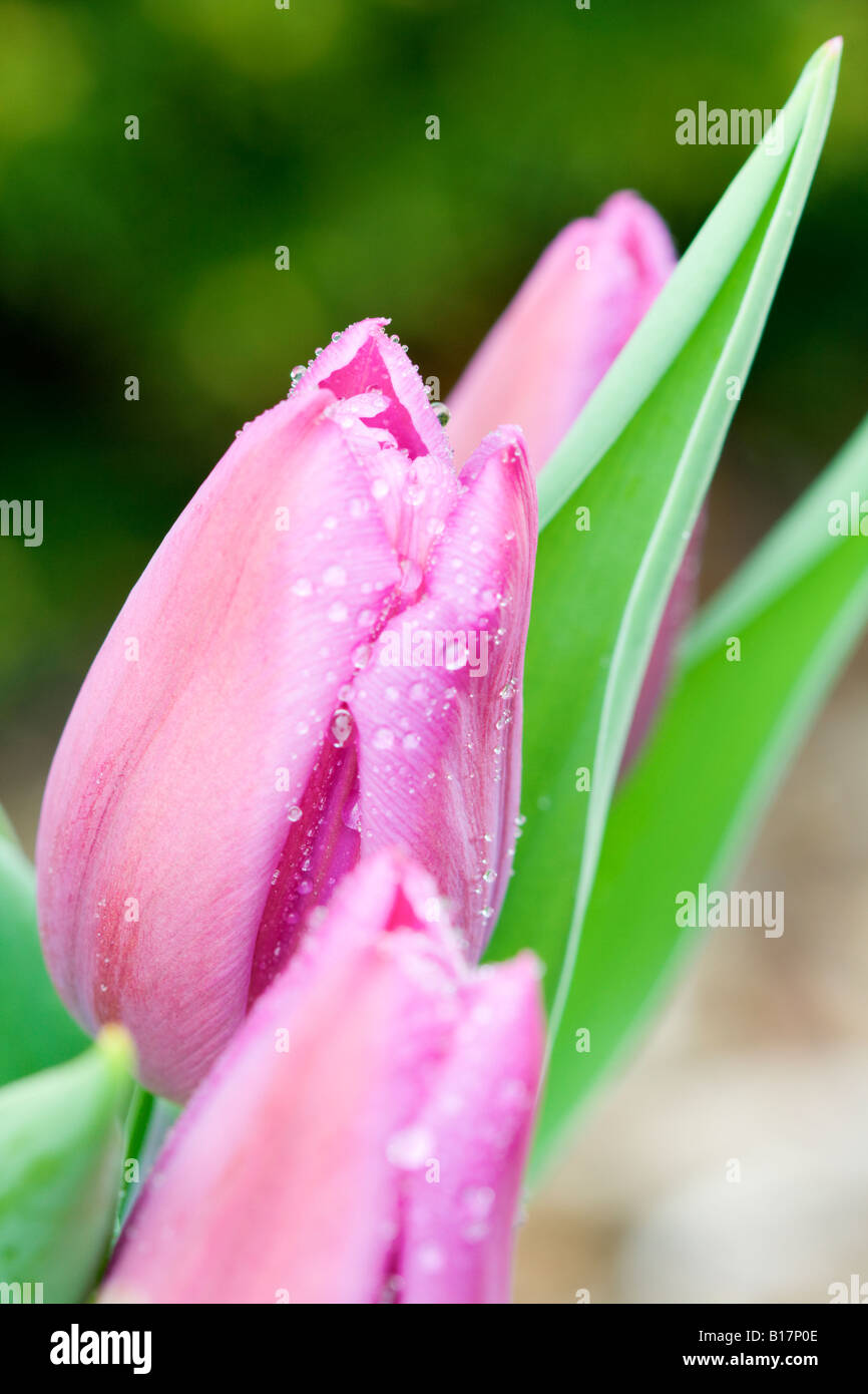 Beautiful blooming flowers spring hi-res stock photography and images ...