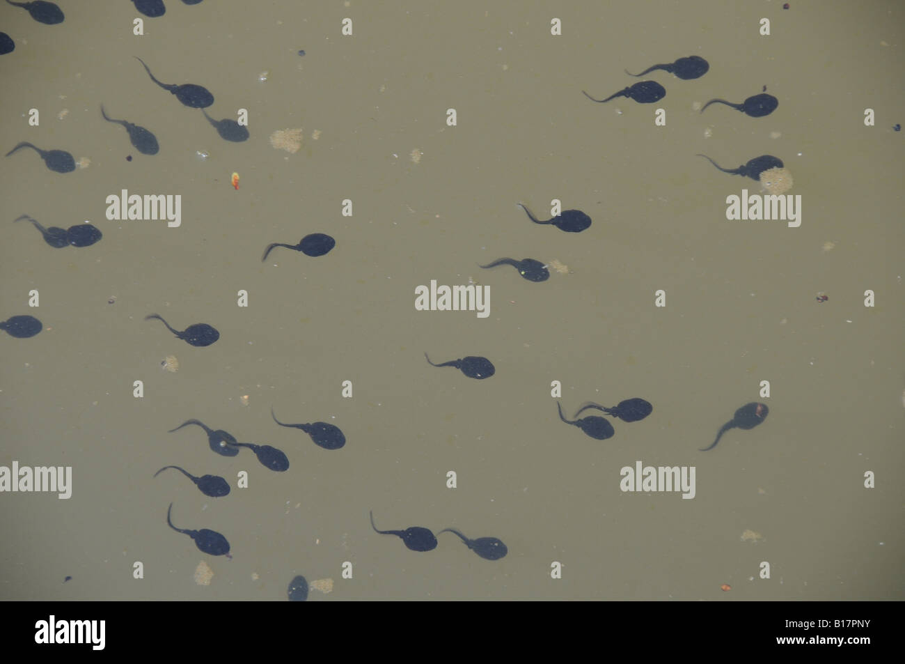 Tadpoles in the mill pond at Batemans, a National Trust property in the High Weald area of east Sussex. Stock Photo