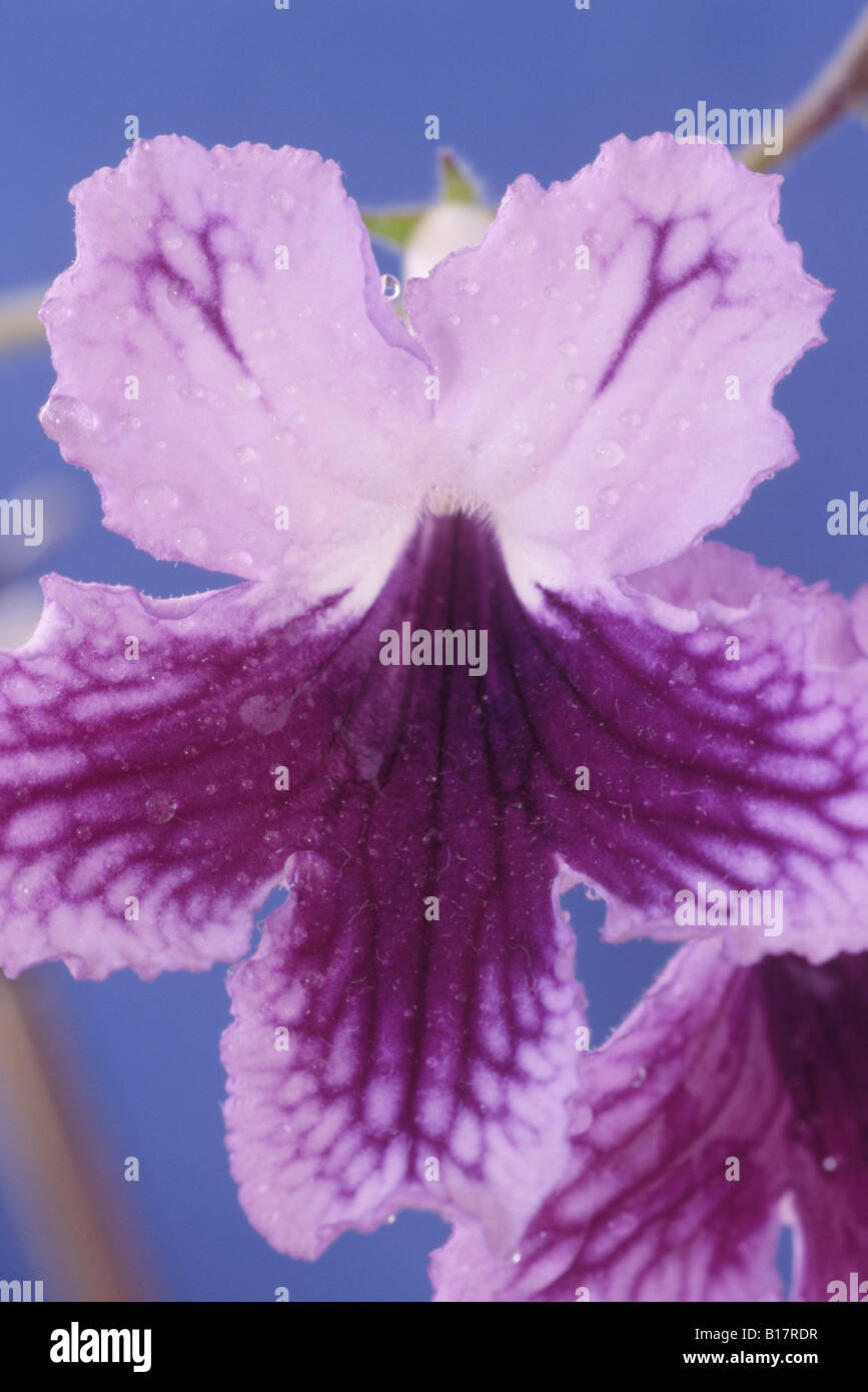 Streptocarpus 'Katie' (Cape primrose Stock Photo Alamy
