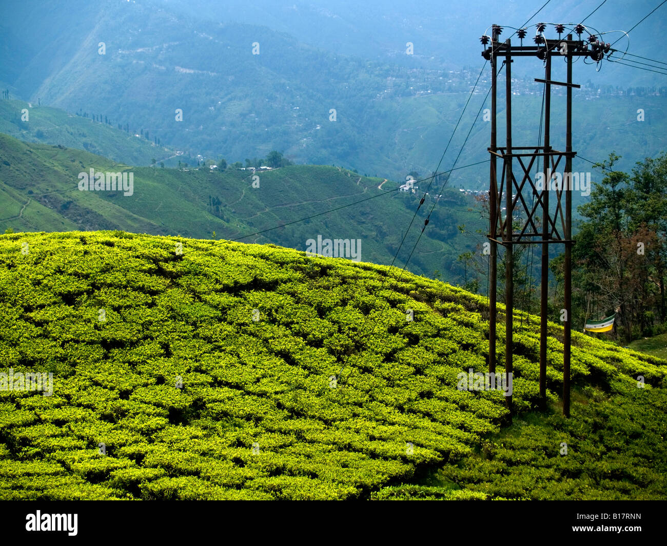 tea plants gleam in the sunlight next to an electric pole in Darjeeling Stock Photo