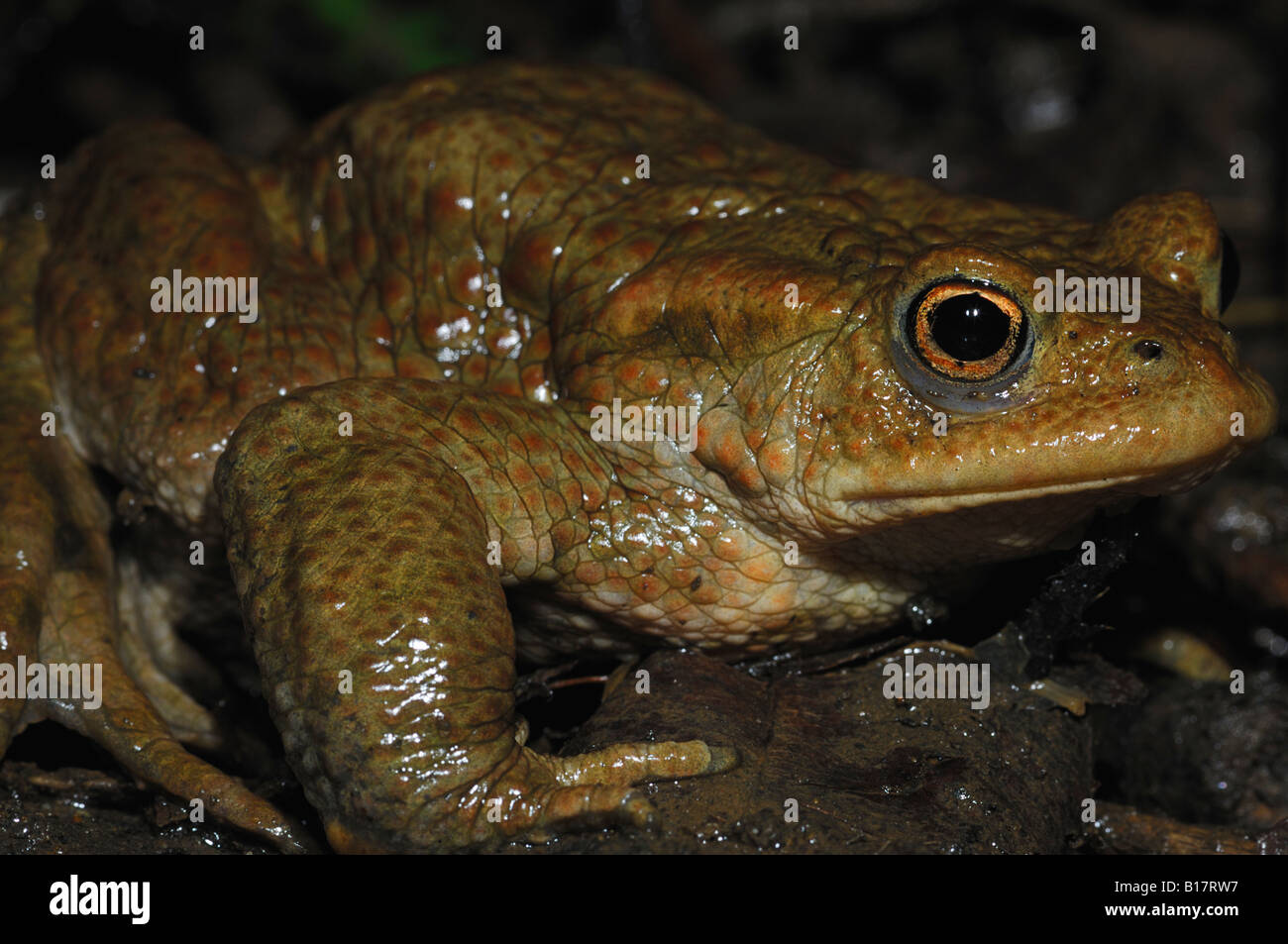 A close up shot of a toad at night time Stock Photo Alamy