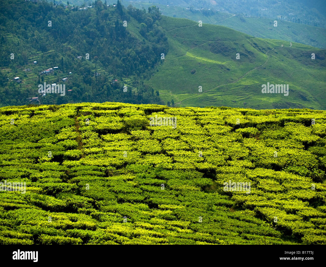 tea plantation gleaming in the sunlight in Darjeeling Stock Photo