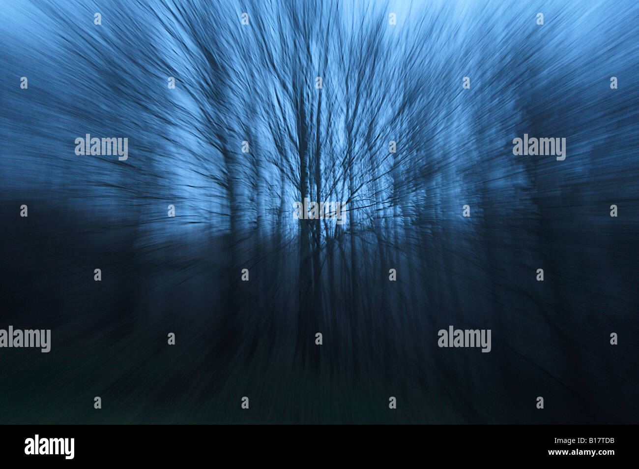 Zoom Effect Trees 2 Stock Photo Alamy
