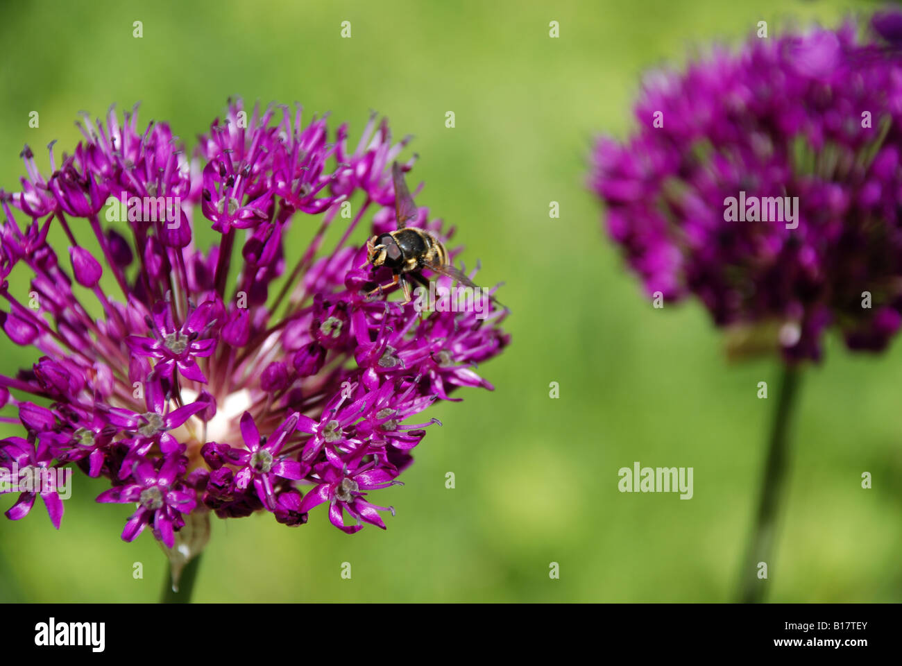 Syrphid fly sitting on a Flowering onion Stock Photo