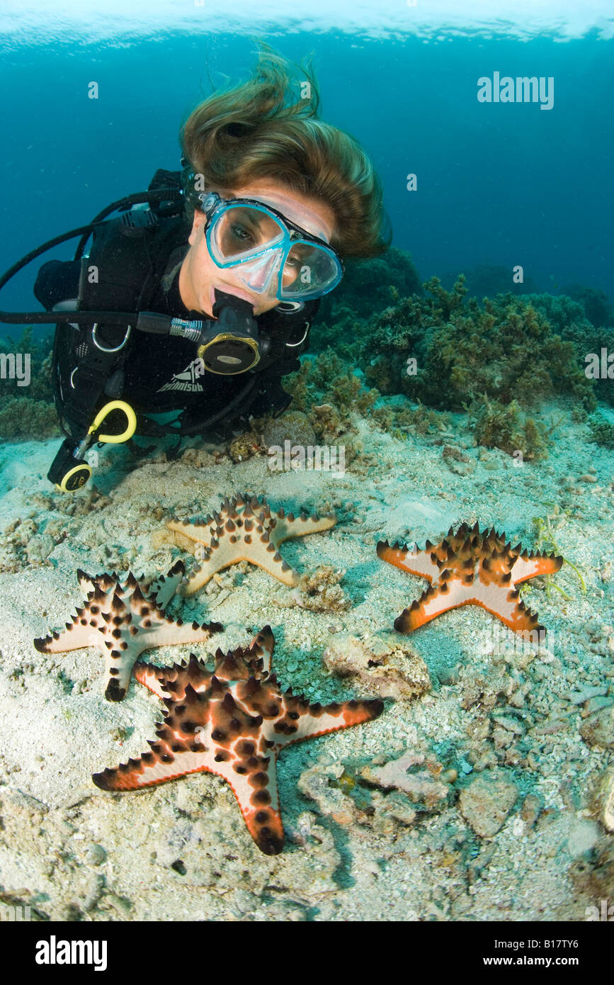 scuba diver looking horned sea stars Protoreaster nodosus Alona Beach Panglao Island Bohol Philippines Stock Photo