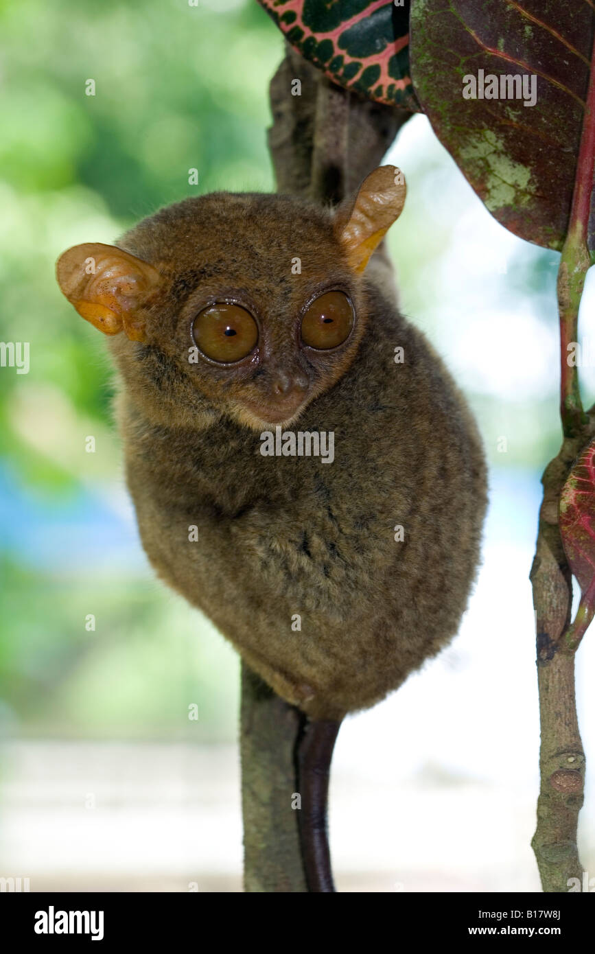 Philippine tarsier prosimian primate Tarsius syrichta Bohol Philippines Stock Photo