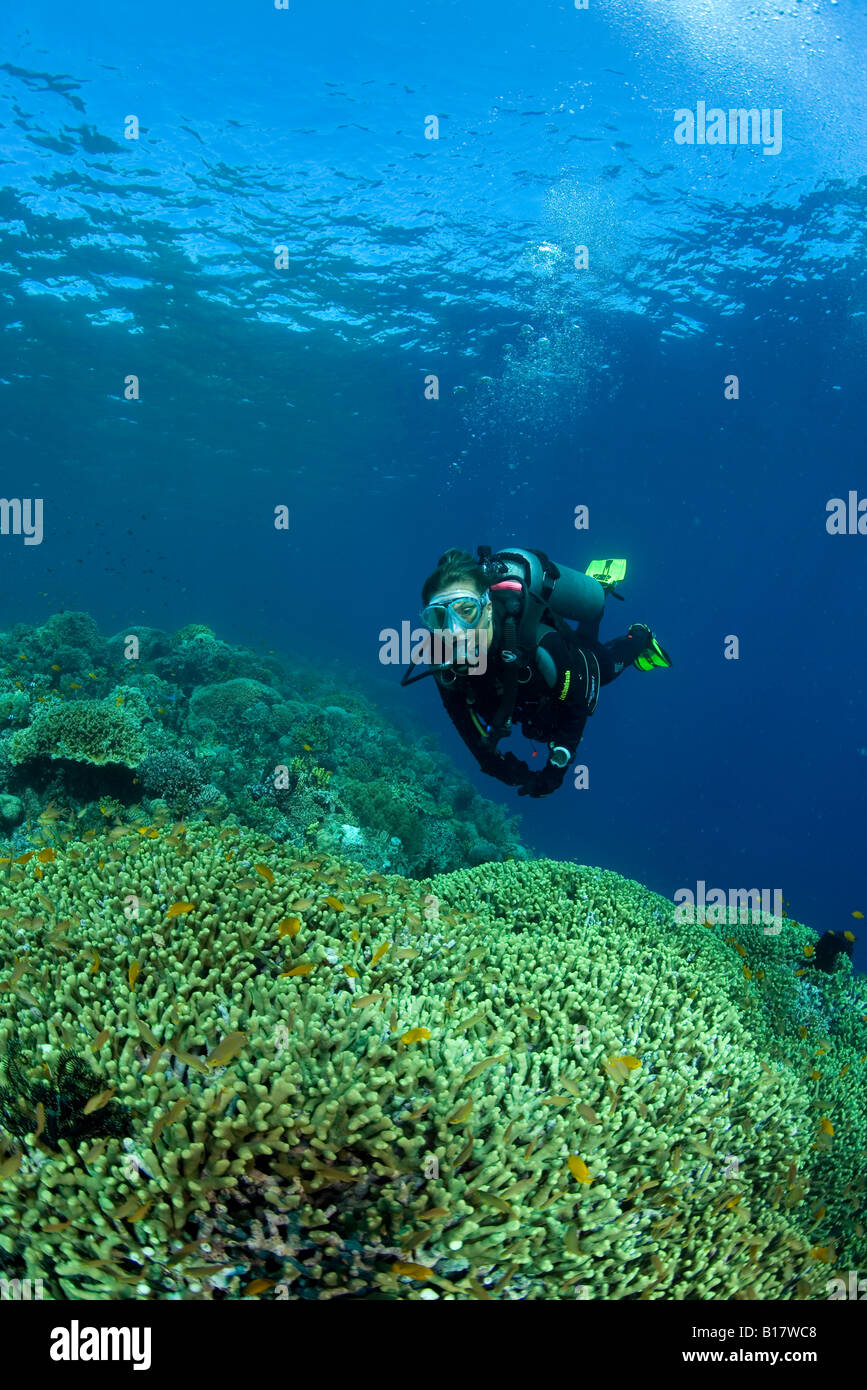 scuba diver on hard coral reef Stylophora pistillata Cabilao Island Central Visayas Philippines Stock Photo