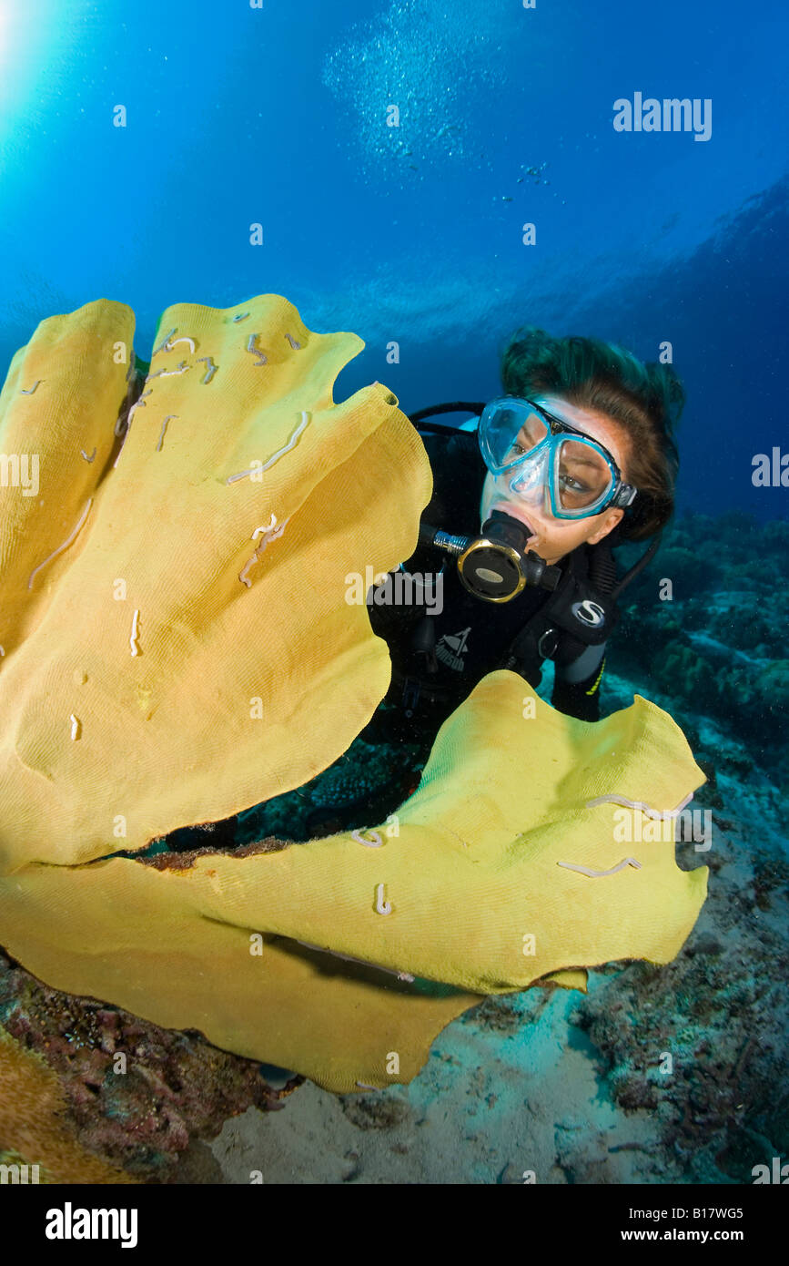 scuba diver with elephant ear sponge Ianthella basta Cabilao Island Central Visayas Philippines Stock Photo