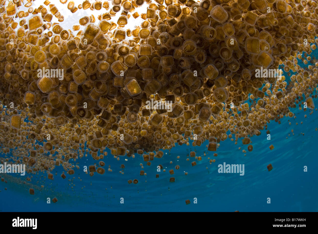 thimble jellyfish Linuche unguiculata Cabilao Island Central Visayas