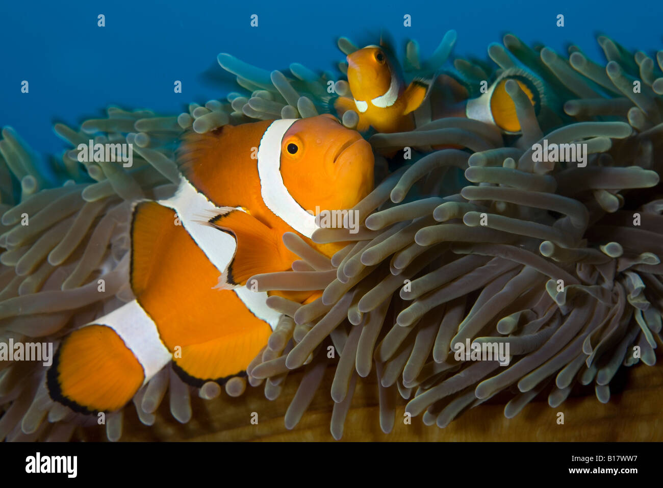 false clownfishes Amphiprion ocellaris Cabilao Island Central Visayas Philippines Stock Photo