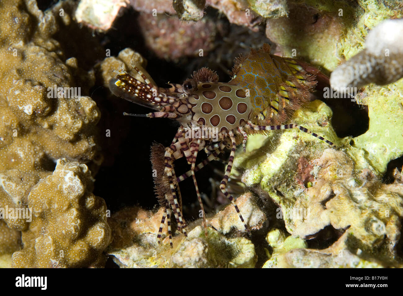 marble shrimp Saron spec Island Malapascua Cebu Philippines Stock Photo