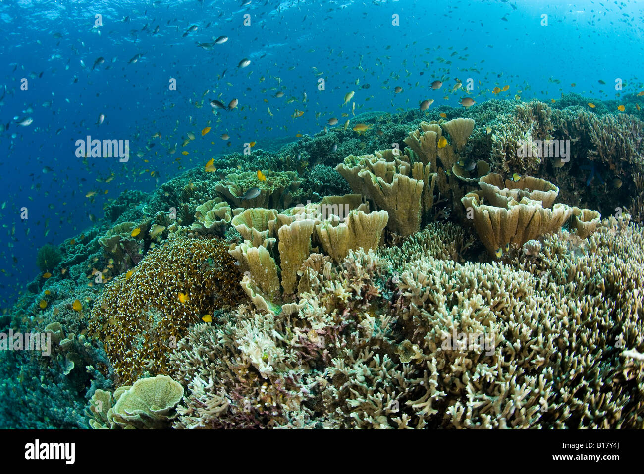 coral reef with hard corals Echinopora sp Maolboal Cebu Philippines Stock Photo